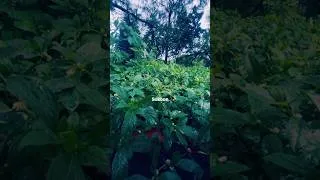 Thumbnail: Peace with nature