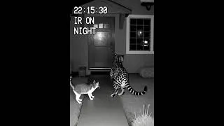 Thumbnail: My House Broken in by This animal