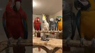 Thumbnail: 4 Parrots vs Remote Car 😂🦜🚗 | The Last Reaction! #parrots #funnyparrot