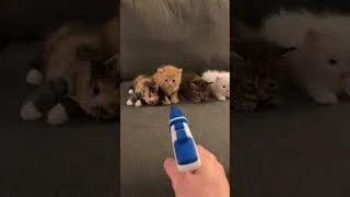 Thumbnail: These Kittens Are WAY Too Dramatic 😂🐱 | Funny Cat Video #shorts