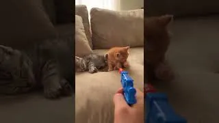 Thumbnail: 😹 This Cat Is Too Funny! 😂🐱🔥 #shorts