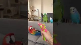 Thumbnail: 4 Parrots vs Toy Gun 😂🦜 | Wait for the Last Parrot! #shorts #parrot