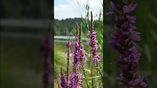Thumbnail: Morning Music Instrument 🌲🍃🌞 #instrument #musicnature #nature #music #viral