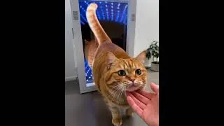 Thumbnail: My cat just stepped out of another dimension! 🌌🐱#Shorts #CatSoft #MagicCat #OrangeCat  #CutePets