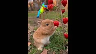 Thumbnail: A Fairytale Moment: Tiny Bunny and Rainbow Bird Sharing Strawberries 🍓🐰#CuteAnimals#StrawberryGarden