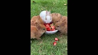 Thumbnail: Adorable Baby Bunnies Having a Strawberry Feast! 🍓🐰