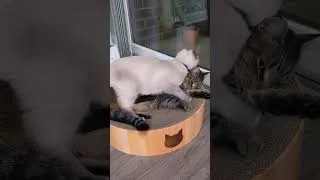 Thumbnail: 2 Cats 1 Bowl