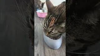 Thumbnail: Triss is a Messy Eater #kitty #cat