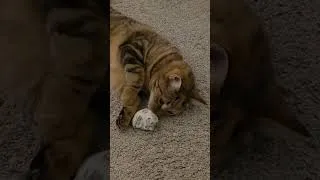 Thumbnail: catnip