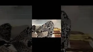 Thumbnail: zebra cookies recipe