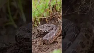 Thumbnail: Saw Scale Viper - Part 10 Snakes of India #spectacledcobra #maniyar #snakes #cobra
