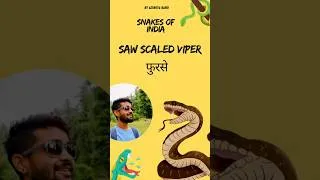 Thumbnail: Saw Scaled Viper - Snakes of India Part - 9 #facts snakes #Russell viper #kingcobra # maniyar