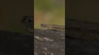 Thumbnail: Russell’s viper how to identify? Snakes of India - Part 8    #snakesofindia #viper #cobra #krait