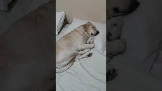 Thumbnail: Slept late yesterday so I had to be the one waking her up instead. #dog #cute
