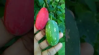 Thumbnail: Cinematic videos on a mobile camera🔥 #shorts #cinematic #nature #youtubeshorts