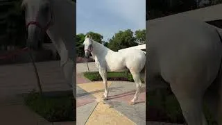 Thumbnail: Stallion JABARJANG  Sire-Fauji🏆