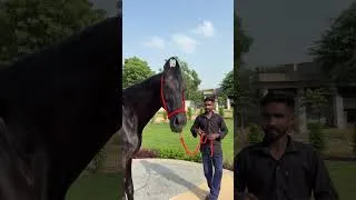 Thumbnail: Legend RAMBO  Sire-Ali Kirlgarh⛳️