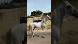 Thumbnail: Stallion JODHA  Sire-Fauji🏆