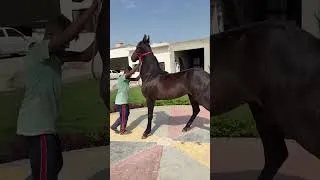 Thumbnail: Filly-MISHRI  Sire-Surkhab🏆