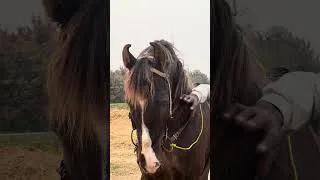 Thumbnail: Mastana ❤️ #akukadairyfarm #horse #abdullahmalkeravlogs #mastana
