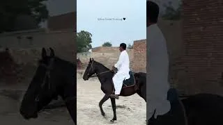 Thumbnail: Jhammat sb 🖤 #horseriding #akukadairyfarm #horse #abdullahmalkeravlogs