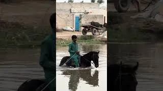 Thumbnail: Canal Ride #sultan #horseriding #akukadairyfarm #horse #abdullahmalkeravlogs