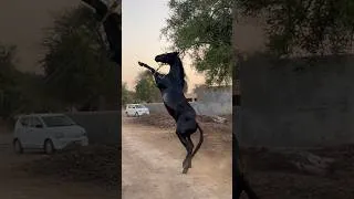 Thumbnail: Sultan🖤 #horse #horsepower #akukadairyfarm #abdullahmalkeravlogs