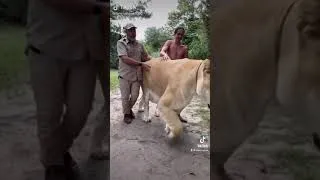 Thumbnail: I want one of them big arss cats .