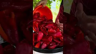 Thumbnail: Pickled Paprika with Fresh Village Lettuce – A Crunchy, Tangy Albanian Side Dish! 🫑🥬🇦🇱