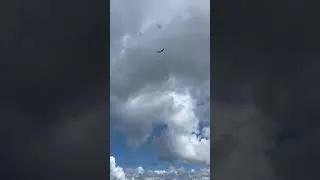 Thumbnail: osprey in flight over water #asmr  #evergladesnationalpark