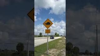 Thumbnail: Animal Rescue: Gopher tortoise saved before crossing road #rescueanimals #wildlife #turtle