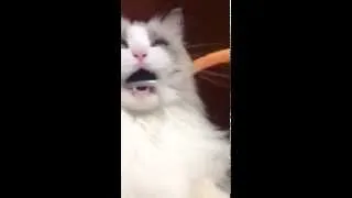 Thumbnail: КОТУ ПОЧИСТИЛИ ЗУБЫ - Cat Malfunctions When Teeth Brushed
