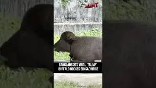 Thumbnail: Bangladesh's viral ‘Trump’ buffalo dodges Eid sacrifice, lands in zoo #viralshorts