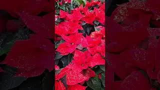 Thumbnail: Christmas/The North of Germany