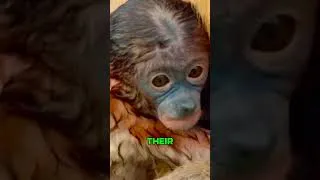 Thumbnail: Would YOU Jump In? This Monkey Did… 👀