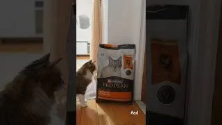 Thumbnail: #ad my cats deserve the best morning routine with @proplan ​Complete Essentials #ProPlanPartner