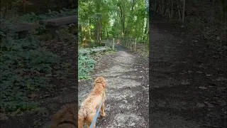 Thumbnail: A Sunday morning walk along the river #nature #naturewalk #riverwalk #sundaymorning #cutedog