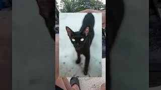 Thumbnail: POV PERHENTIAN BESAR Streetphotography 💙🐈‍⬛ #streetphotography #photography #malaysia #perhentian