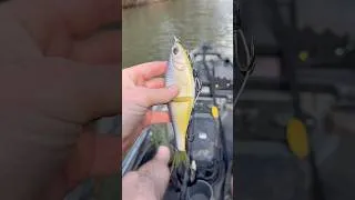 Thumbnail: This Swimbait Does WHAT?? 🤯🎣