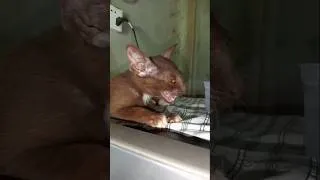 Thumbnail: Baby Cat So Cool 🐾😺🌿 #cat