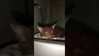 Thumbnail: So Cute, Cat 😺🤩 #cat