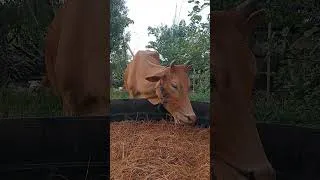 Thumbnail: Poor Cows 😢 #cow