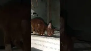 Thumbnail: Wait.......! 🧐 #cat