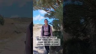Thumbnail: The wildfire that may have destroyed some of the rarest trees on earth. #channelislands