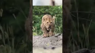 Thumbnail: Funny Cats, Dogs & Lions - Coffin Dance Song (COVER)