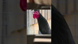 Thumbnail: Funny Lions, Roosters, Cows& Monkeys - Coffin Dance Song (COVER)