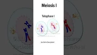 Thumbnail: Meiosis Animation with Crossing-over  #biology #celldivision #meiosis #genetics #recombination