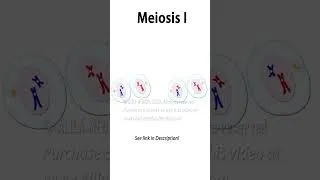 Thumbnail: Meiosis Animation #science #medical #cellcycle #cellbiology #meiosis #celldivision #recombination