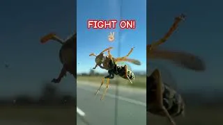 Thumbnail: This bee 🐝 is a hero! Fight on! 💪🏼#brainfrzz #FightOn! #beefootage #hornet #alimarrinermusic