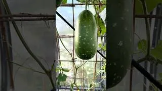 Thumbnail: Huge Harvest of Desi Veg in a UK Garden! 🇬🇧🥒 #desifood